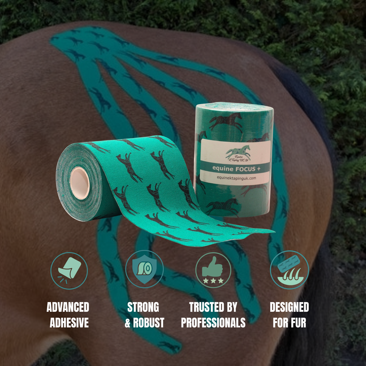 equine FOCUS +